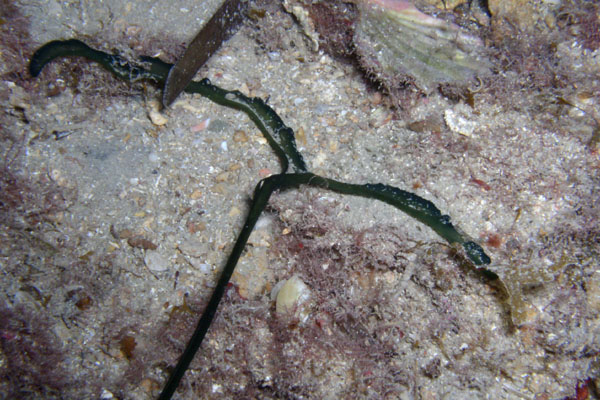 Bonellie  